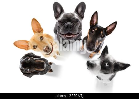 gruppo di squadra fila di cani che prendono un selfie isolato su sfondo bianco, sorriso e felice istantanea Foto Stock