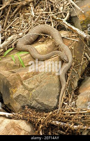 Il serpente d'acqua del Nord che si sdraia sulla roccia, Pennsylvania Foto Stock