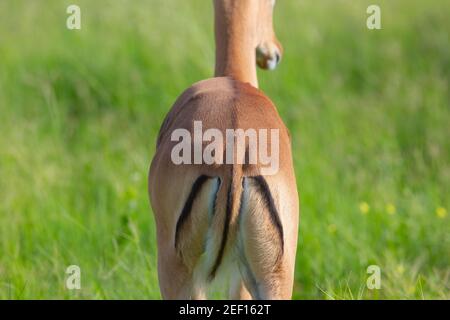 Impala (Aepyceros melampus). Marcature di coda, groppa, buccia o fiaccola. Tipico della specie, identificazione, riconoscimento. Primo piano. Okavango, Botswana. Foto Stock