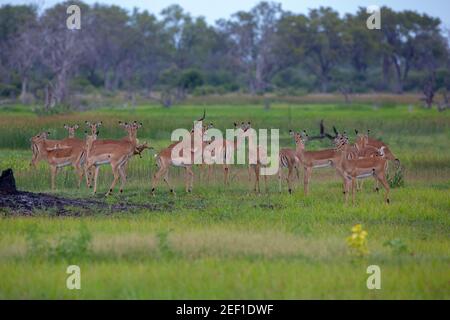 Impala (Aepyceros melampus). Mandria con il maschio cornato in piedi al centro, femmine non corallate, in una posizione ansiosa, circostante. Comportamento del gruppo quando Foto Stock