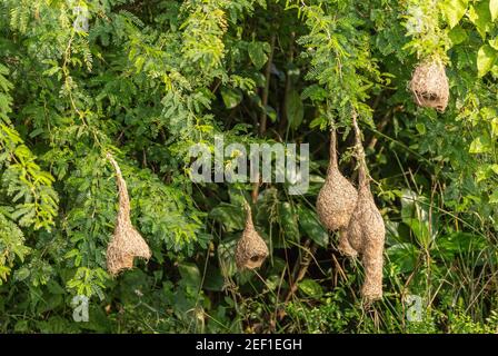 Hampi, Karnataka, India - 9 novembre 2013: Primo piano di un gruppo di nidi di uccelli tessitori marroni appesi a cespugli verdi e alberi vicino all'Aquarium di Tungabhadra Bukka Foto Stock