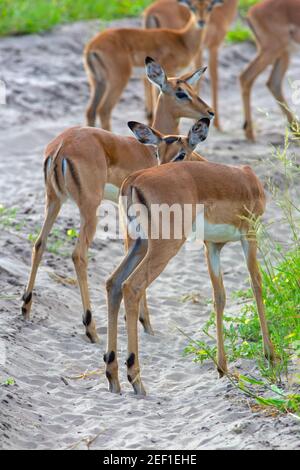 Impala (Aepyceros melampus). Antelope. Vista posteriore di animali immaturi e più giovani che si uniscono. Nota ‘gemme del clacson’ sulla fronte del più vicino Foto Stock