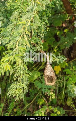 Hampi, Karnataka, India - 9 novembre 2013: Primo piano del nido di uccelli tessitori marroni appesi alla macchia verde vicino all'acquedotto di Tungabhadra Bukka. Foto Stock