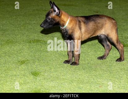 Un'immagine stretta di un carino belga Malinois Puppy in piedi sull'erba con un collare colorato Foto Stock