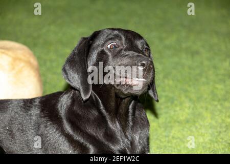 Un'immagine closeup di una femmina Labrador cucciolo cercando sorridere per la fotocamera Foto Stock