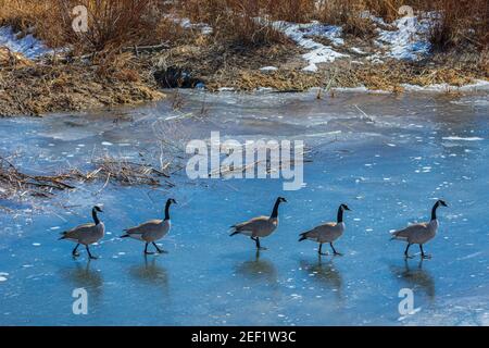 Canada Geese (Branta canadensis) camminare file singolo su stagno congelato in inverno a East Plum Creek, Castle Rock Colorado USA. Foto scattata a febbraio. Foto Stock
