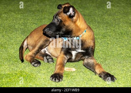 Un'immagine stretta di un carino belga Malinois Puppy in piedi sull'erba con un collare colorato Foto Stock