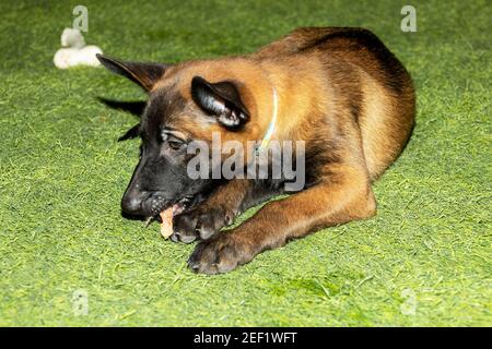 Un'immagine stretta di un carino belga Malinois Puppy in piedi sull'erba con un collare colorato Foto Stock