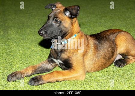 Un'immagine stretta di un carino belga Malinois Puppy in piedi sull'erba con un collare colorato Foto Stock