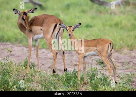 Impala (Aepyceros melampus). Madre e giovane. Botswana. Africa. Foto Stock