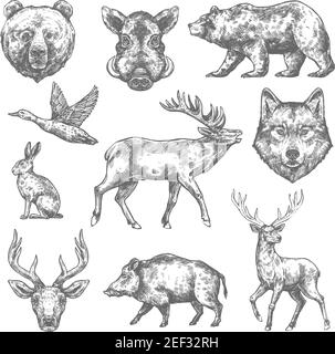 Gli animali selvatici disegnano icone di orso grizzly, porco o cinghiale e alci, lepre di coniglio o anatra e lupo o cervo. Animali isolati vettoriali per club di caccia, z Illustrazione Vettoriale