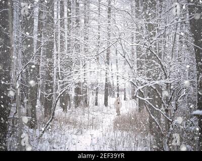 Dosanko Horse nella Foresta innevata, Hokkaido, Giappone Foto Stock