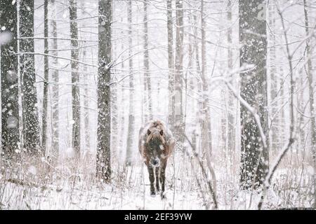 Dosanko Horse in Snowy Forest, Hokkaido, Japan Stock Photo