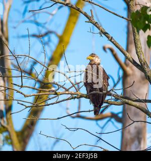 Giovane aquila calva seduto su un ramo di albero. Ottawa National Wildlife Refuge. Ohio. STATI UNITI Foto Stock