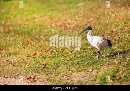 Un Australian White Ibis che invecchia cibo. L'Australian White Ibis abita nella terra australiana. Foto Stock