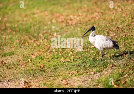 Un Australian White Ibis che invecchia cibo. L'Australian White Ibis abita nella terra australiana. Foto Stock