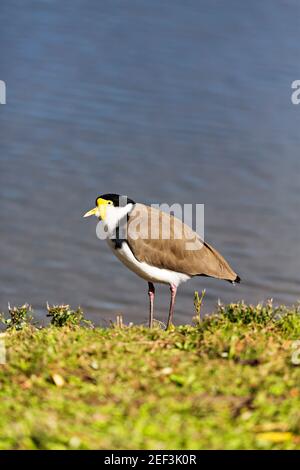 Un Lapwing mascherato vicino al Lago Wendouree a Ballarat Victoria Australia. Foto Stock