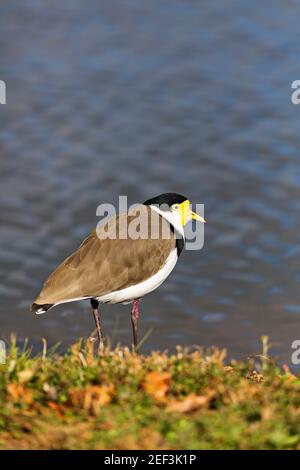 Un Lapwing mascherato vicino al Lago Wendouree a Ballarat Victoria Australia. Foto Stock