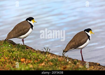 Lapwings mascherati vicino al lago Wendouree a Ballarat Victoria Australia. Foto Stock