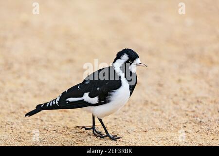 Un Lark Magpie vicino al Lago Wendouree a Ballarat Victoria Australia. Foto Stock