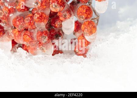 rowan rosso in ghiaccio, su uno sfondo di neve. Macro chill, concetto di gelo severo. Foto di alta qualità Foto Stock