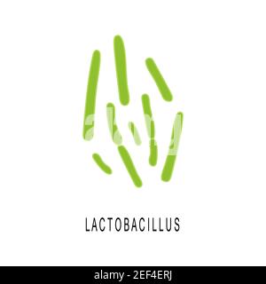 Colonia di Lactobacillus. Batteri probiotici e benefici per la salute e la bellezza umana. Microbiota intestinale sotto microscop isolato su sfondo bianco. Illustrazione di cartoni animati vettoriali. Illustrazione Vettoriale