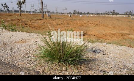 Saccharum Spontaneum o Kans piante con foglie aperte. Piante ombrello con foglie verdi aperte. Foto Stock