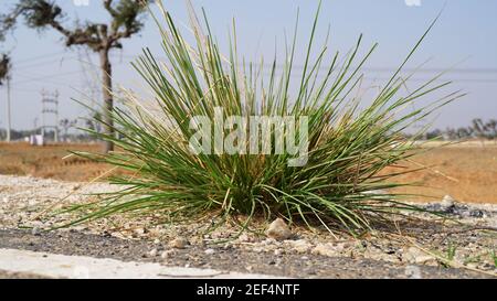 Pianta arida del deserto di Saccharum spontaneo o piante di Kans closeup con foglie di piuma aperte. Closeup di piante subtropicali. Foto Stock