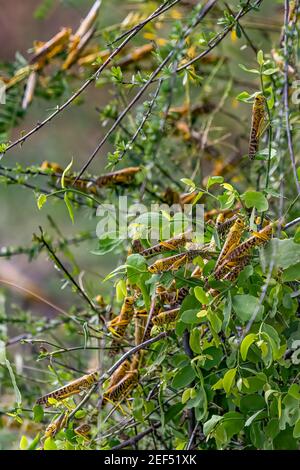 Locuste del deserto mangiare nuova vegetazione lussureggiante dopo la siccità che rompe le piogge. E' un bramicante cavallotto corto, Schistocerca gregaria. Piaghe più piaghe Foto Stock