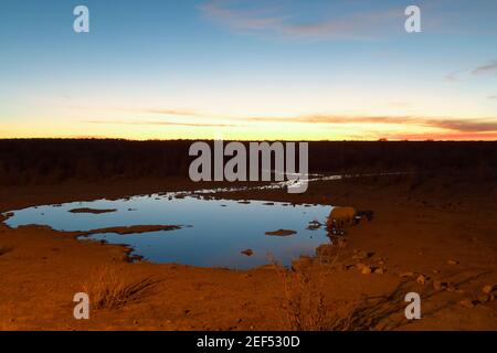 Waterhole di notte con rinoceronte nero Foto Stock