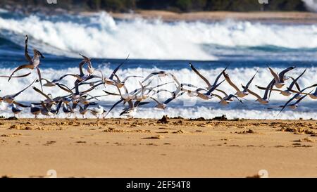 Gabbiani d'argento che volano di fronte al surf che si infrangono sulla spiaggia Foto Stock