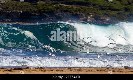 Gabbiani d'argento che volano di fronte al surf che si infrangono sulla spiaggia Foto Stock