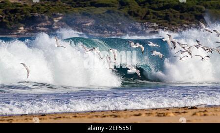 Gabbiani d'argento che volano di fronte al surf che si infrangono sulla spiaggia Foto Stock