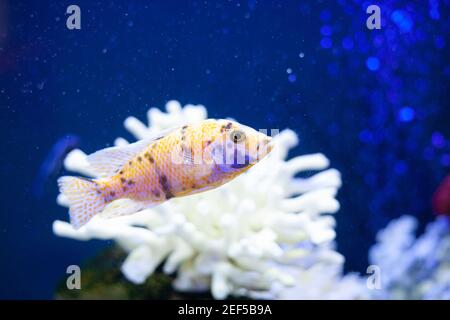 Luminoso e bellissimo mare di pesce in acque blu del mare Foto Stock