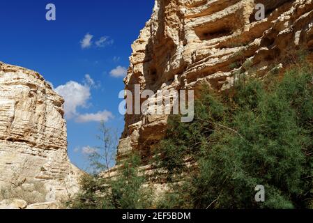 Scenic scogliere di Ein Avdat (Ein Ovdat) gola in Israele Foto Stock