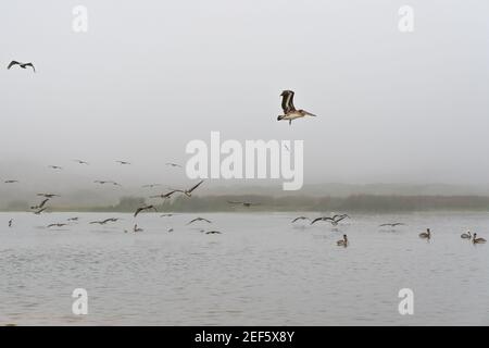 Pellicani che sorvolano il fiume. Giorno della nebbia, stagione autunnale, Costa della California Foto Stock