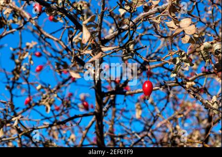Primo piano di bacche di rosa canina o rosa canina. Rosehips selvatiche nella natura invernale. Messa a fuoco selettiva Foto Stock