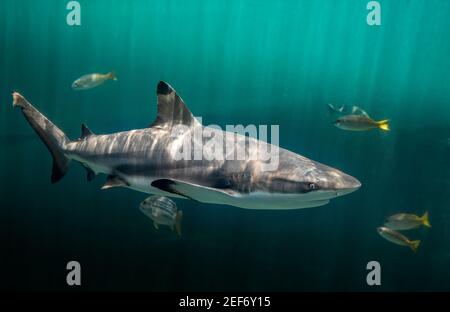 Scogliere di blacktip squalo nuotare in acque verdi profonde con luce solare. Foto Stock