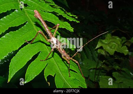 Fasmide, Gunung Gading National Park, Stati di Sarawak, nel Borneo, Malaysia Foto Stock