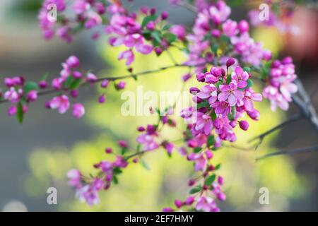 bellissimi fiori di ciliegio rosa che fioriscono sull'albero Foto Stock