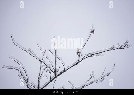 Rami congelati dopo la pioggia di congelamento in inverno. Foto Stock