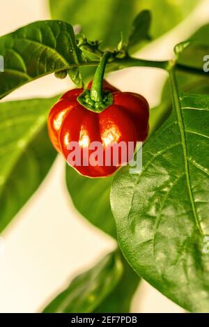 Habanero impianto dotato di fresco, mature habanero peperoni, pronto per il prelievo Foto Stock