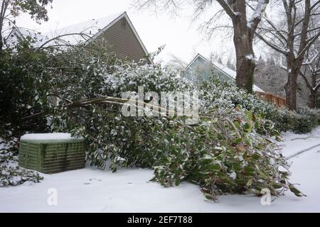 Un albero caduto è visto sui marciapiedi in un quartiere nel lago Oswego, Oregon, dopo che la neve e la pioggia congelata colpisce l'area metropolitana di Portland. Foto Stock