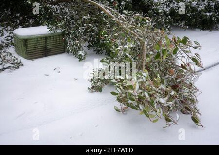 Un albero caduto è visto sui marciapiedi in un quartiere nel lago Oswego, Oregon, dopo che la neve e la pioggia congelata colpisce l'area metropolitana di Portland. Foto Stock