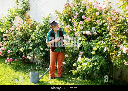 Anziano uomo in giardino tagliando fiori di rose. Nonno del giardiniere con fioritura della molla. Foto Stock