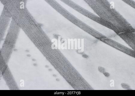 Tracce di auto e impronte nella neve. Foto Stock