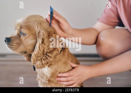 Il cane è sgocciolato sugli garrese con un rimedio parassita Foto Stock