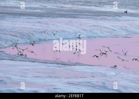 Uccelli che sorvolano il mare ghiacciato di Wadden in inverno Foto Stock