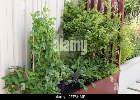 Un piccolo spazio, moderno giardino biologico, letto rialzato, piselli da giardino, che crescono canne di bambù - cavolo e carote - estate, Inghilterra, Regno Unito Foto Stock