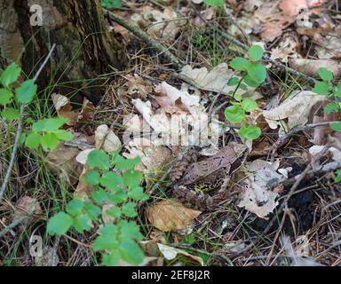 Rana comune, Rana temporaria che si trova sul terreno forestale, rana marrone comune europea in ambiente naturale. Messa a fuoco selettiva Foto Stock